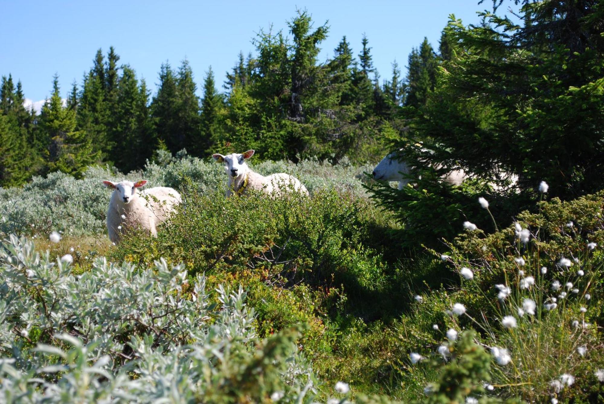 Nordseter Fjellpark, Hyttegrend エクステリア 写真